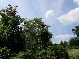Eulen und Adler