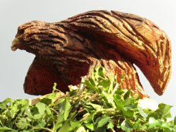 Eulen und Adler