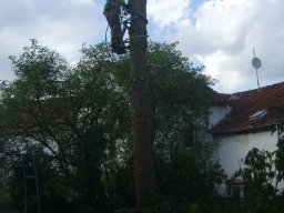 Baumfällung
