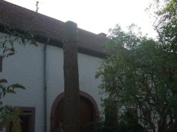 Baumfällung