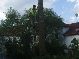 Baumfällung