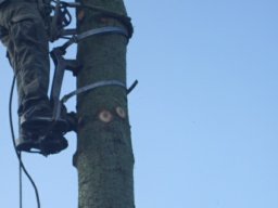 Baumfällung