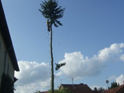 Baumfällung