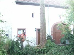 Baumfällung