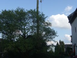 Baumfällung