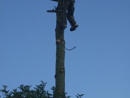 Baumfällung
