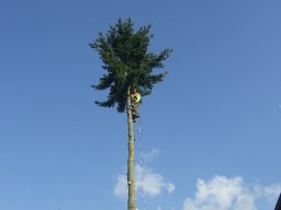 Baumfällung