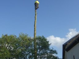 Baumfällung