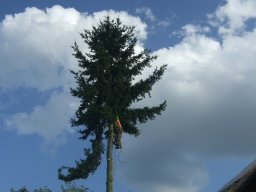 Baumfällung