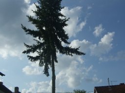 Baumfällung