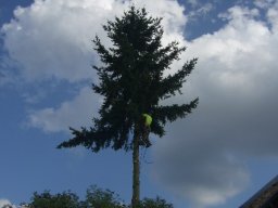 Baumfällung