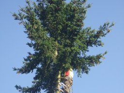 Baumfällung