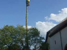 Baumfällung